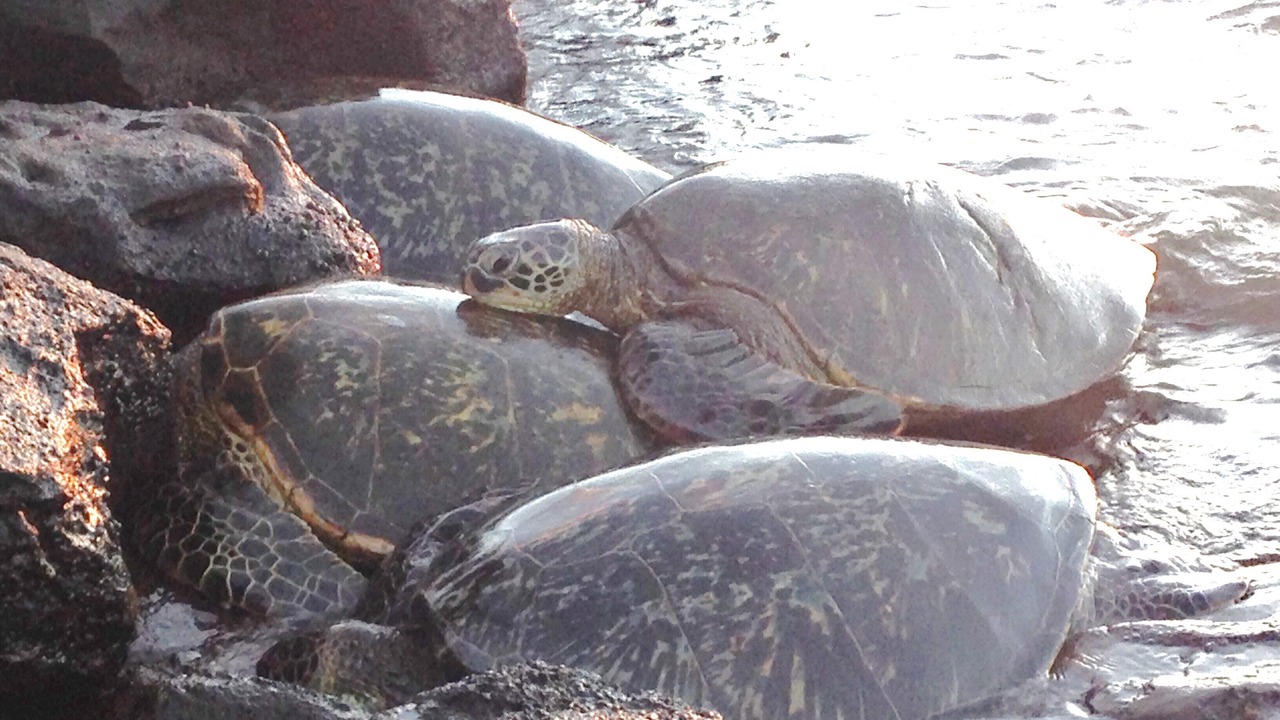 Photo of Others in Kahana