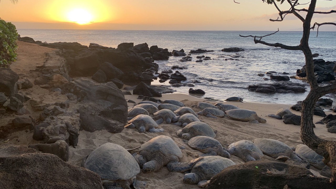 Photo of Others in Kahana