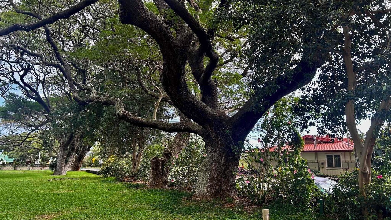 Photo of Outdoor in Naalehu