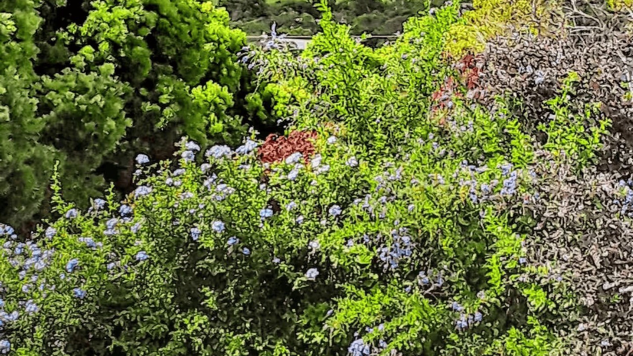 Photo of Outdoor in Waimea
