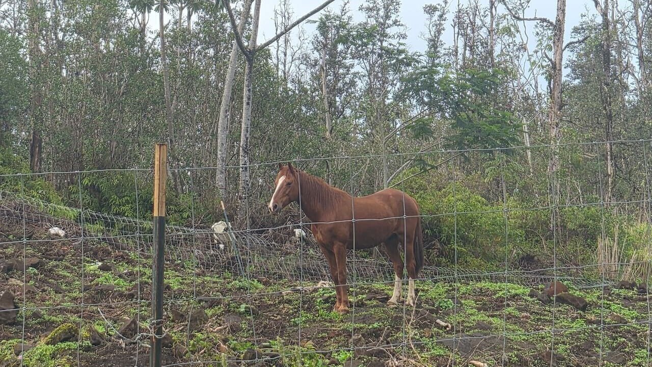 Photo of Others in Hawaiian Acres