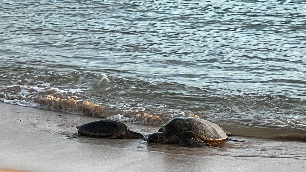 Photo of Others in Poipu