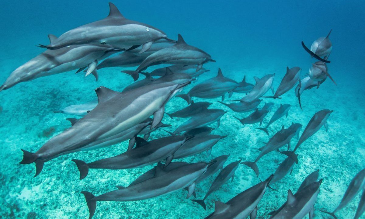 Photo of Others in Kapolei
