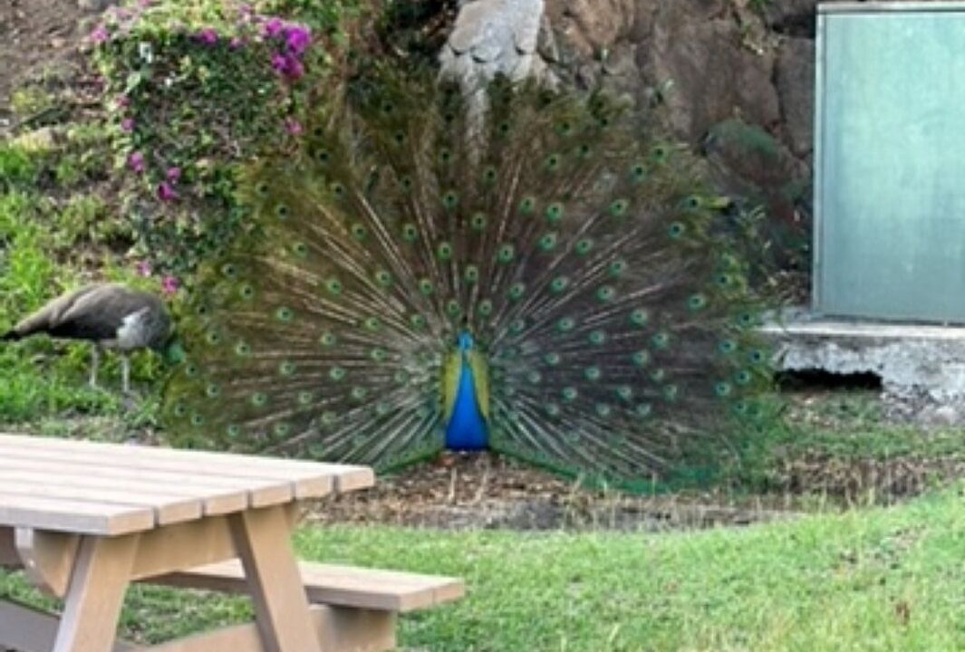 Photo of Outdoor in Makaha Valley