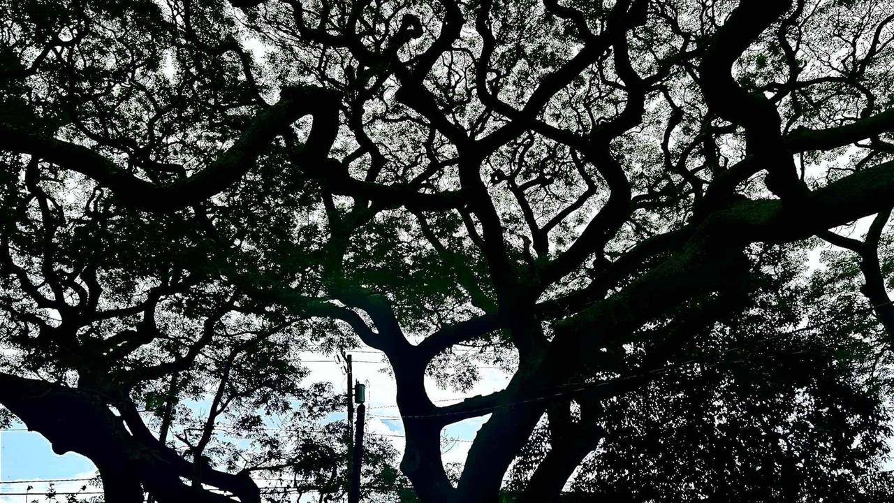 Photo of Others in Naalehu
