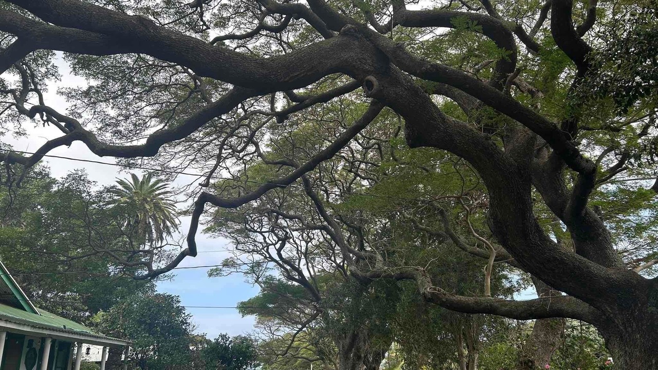 Photo of Others in Naalehu