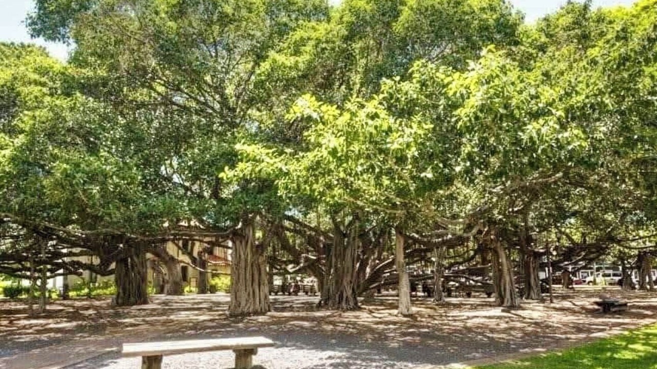 Photo of Outdoor in Historic Lahaina Front Street