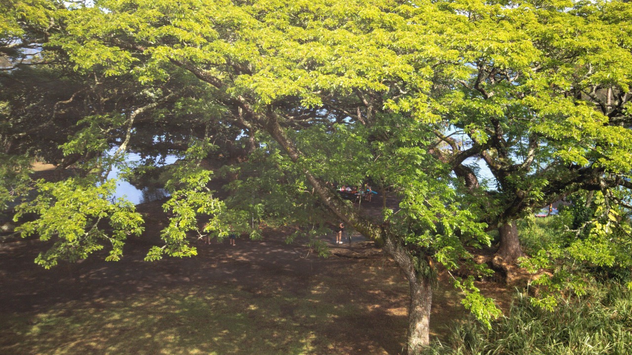 Photo of Others in Hilo