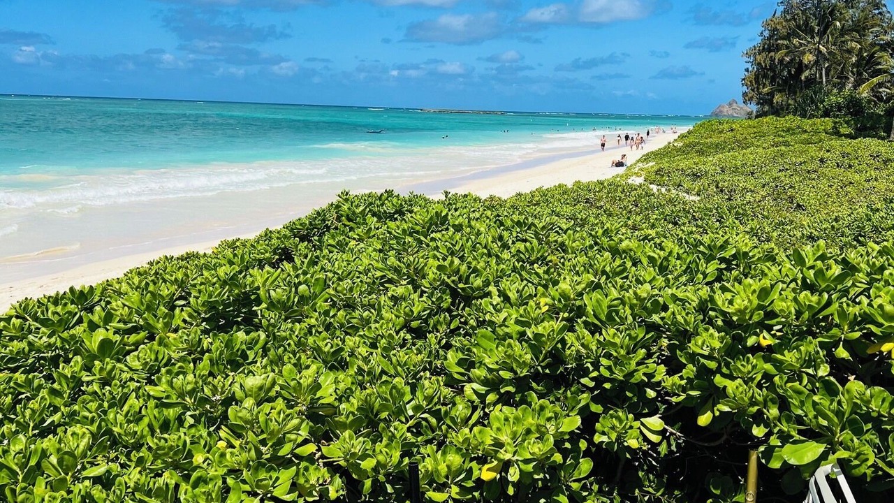 Photo of Others in Kailua