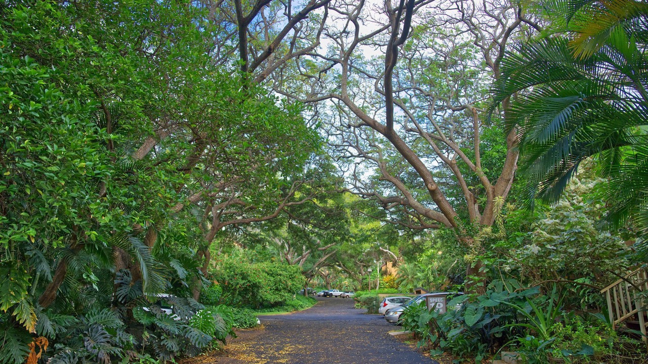 Photo of Outdoor in Maunaloa
