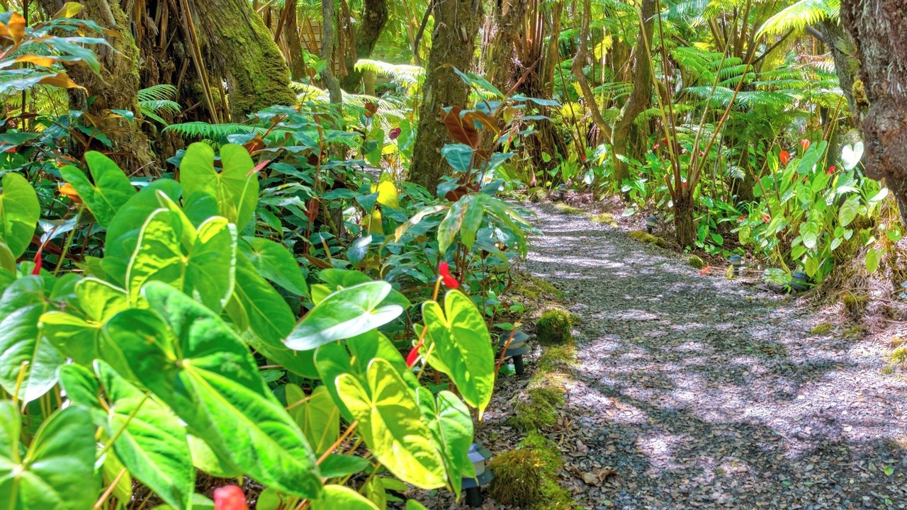 Photo of Outdoor in Volcano