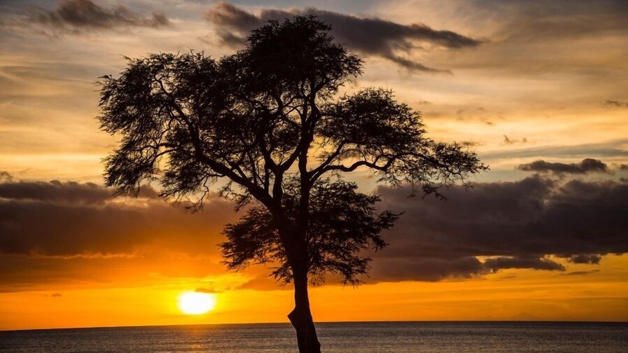 Photo of Others in Ko Olina