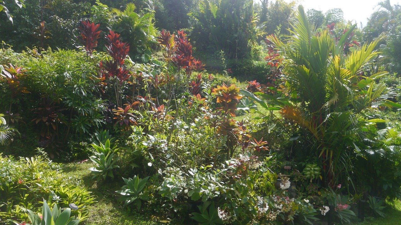 Photo of Outdoor in Wainiha