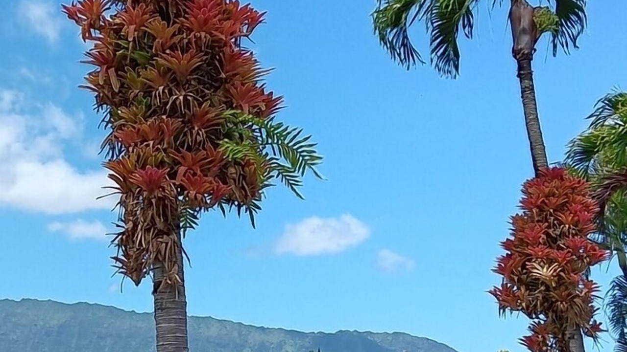 Photo of Others in Princeville