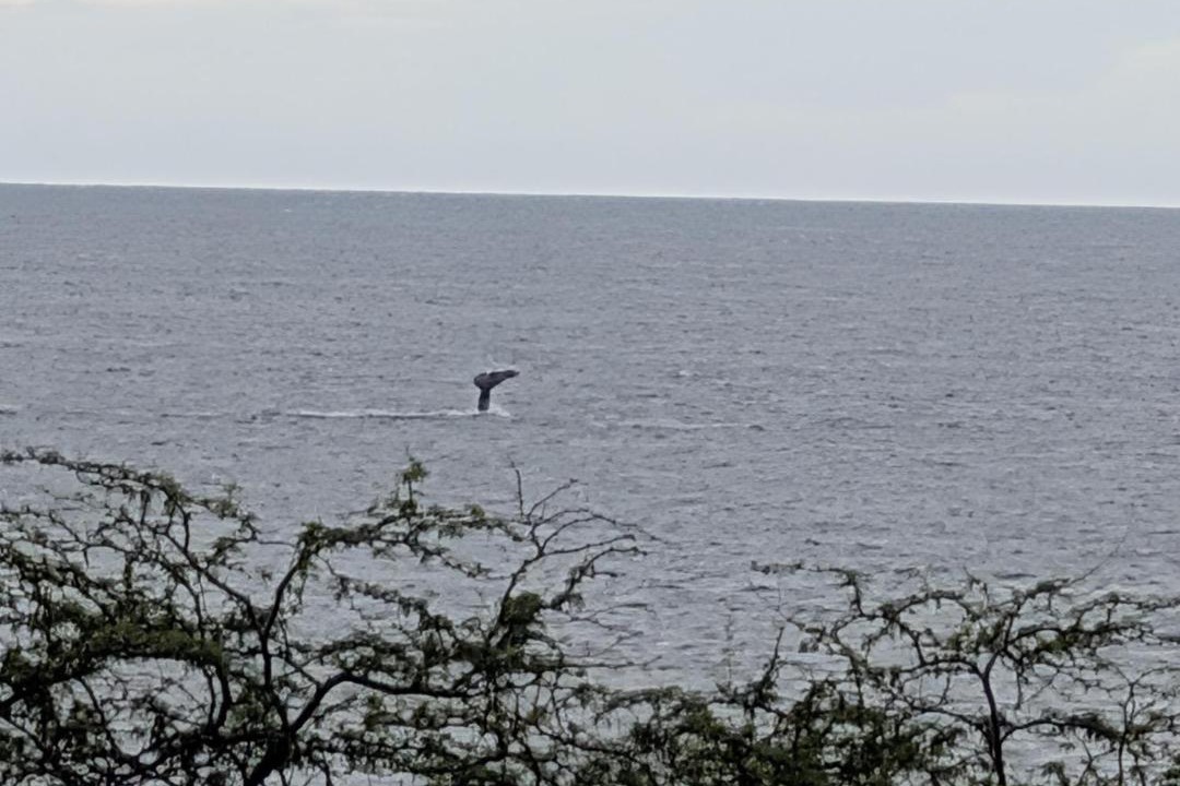 Photo of Others in Kahana