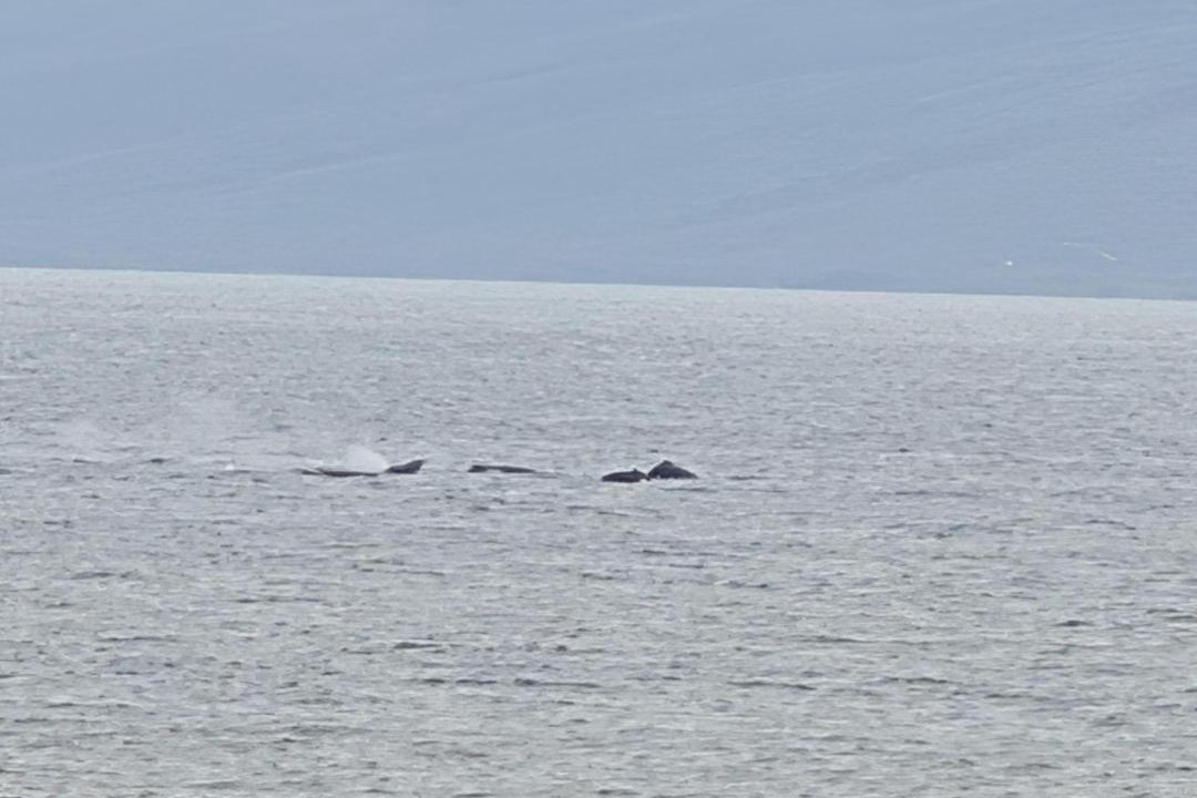 Photo of Others in Kahana