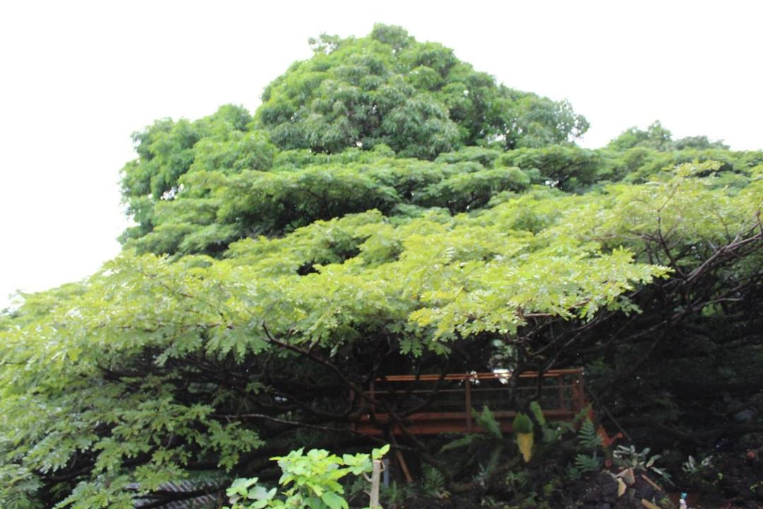 Photo of Outdoor in Puna Palisades