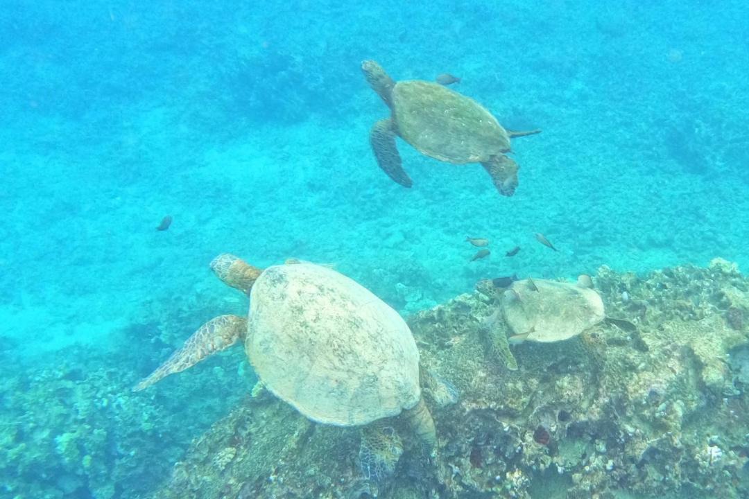 Photo of Others in Makaha