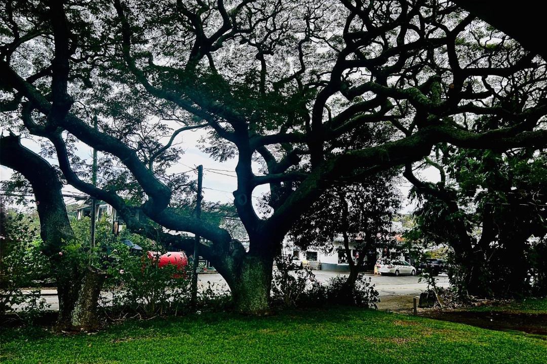 Photo of Others in Naalehu