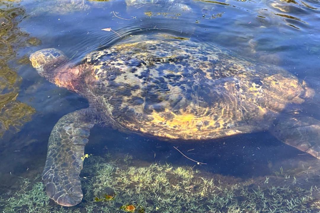 Photo of Others in Hilo