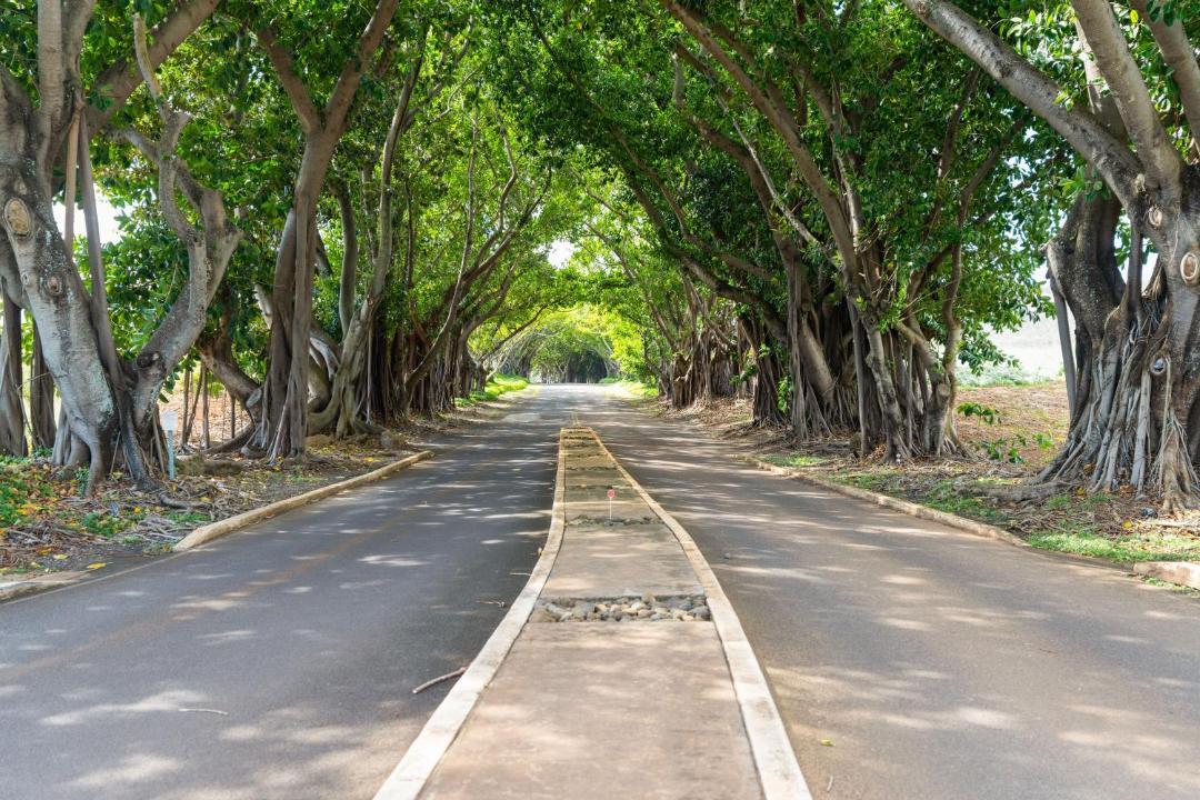 Photo of Others in Hanamaulu