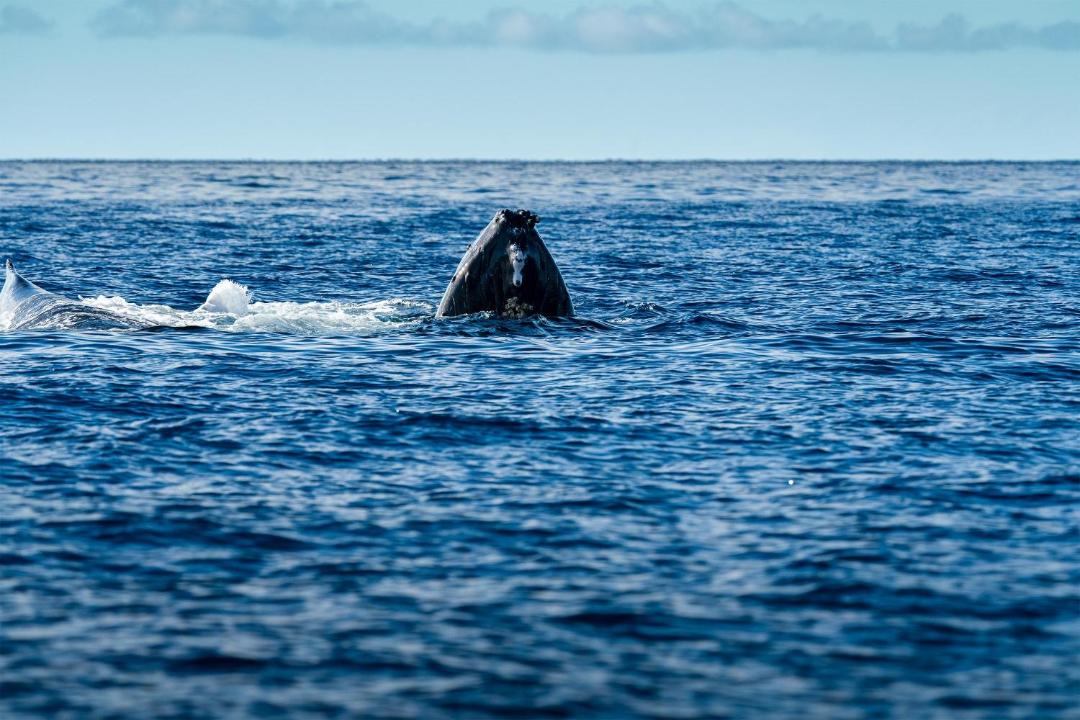 Photo of Others in Maalaea