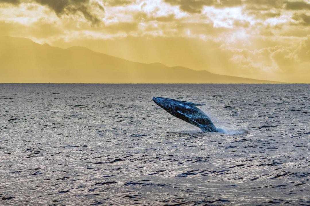 Photo of Human In Picture in Maalaea