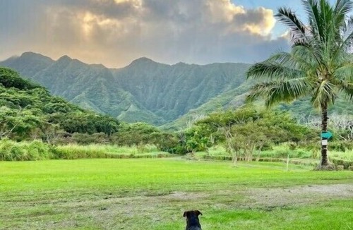 Punaluu Cabin | Majestic Cabin Stay