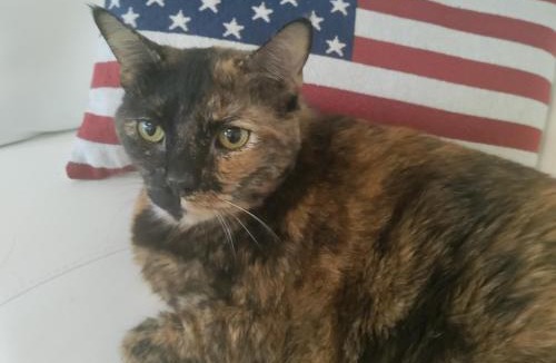 Historic Kailua Village House | SHARE with working host, WiFi, AC, Pool, walk to Downtown, 15 min to airport - Friendly Cats in house